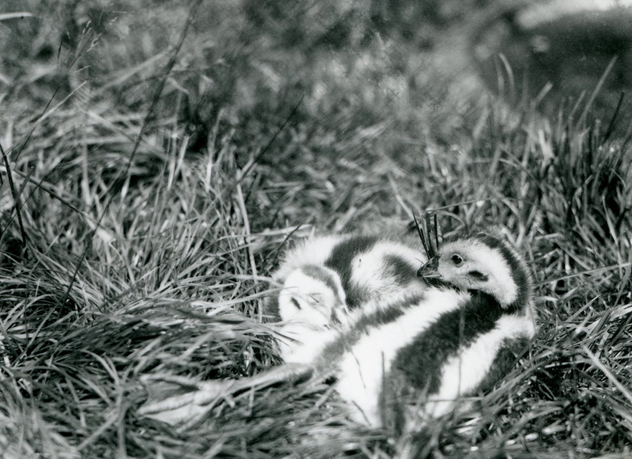 Due giovani oche andine allo zoo di Londra, agosto 1916 da Frederick William Bond