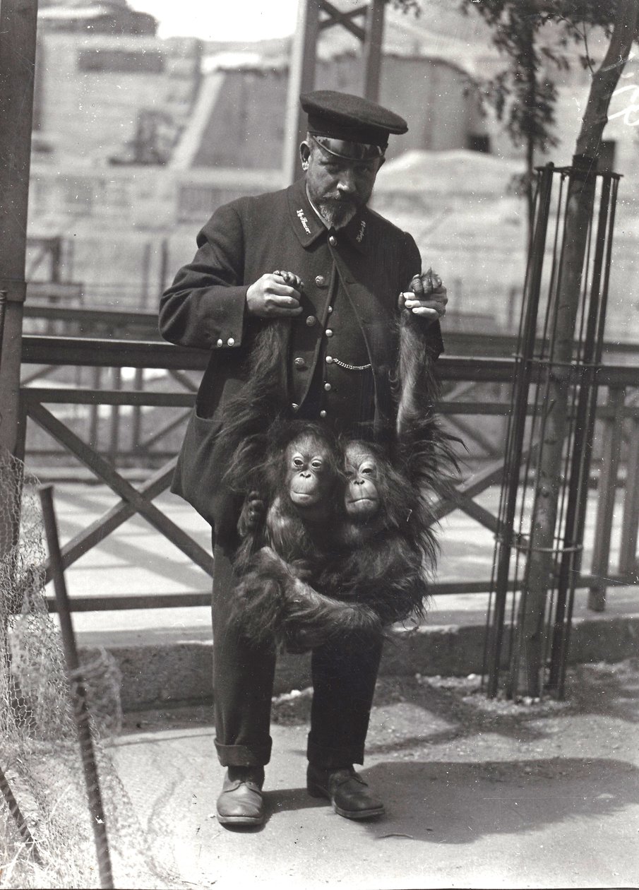 Due giovani oranghi tenuti per le braccia dal custode Rodwell, allo zoo di Londra, aprile 1916 da Frederick William Bond