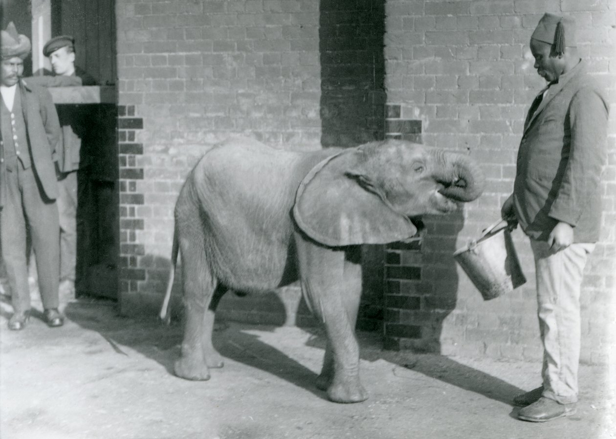 Giovane elefante africano Kiberenge che viene nutrito da Darisha mentre Syed Ali osserva sullo sfondo, Zoo di Londra, settembre 1923 da Frederick William Bond
