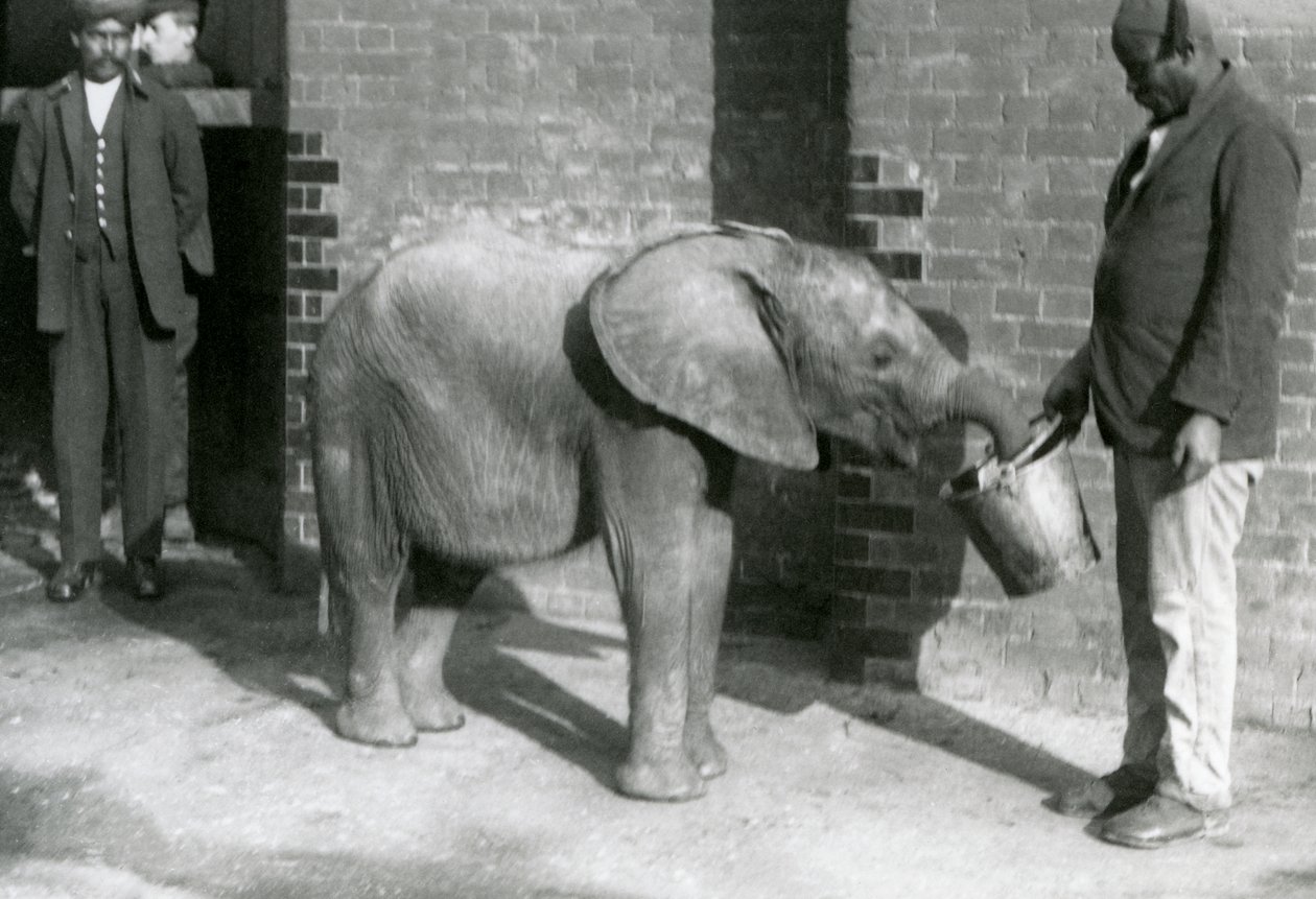 Giovane elefante africano Kiberenge che viene nutrito da Darisha mentre Syed Ali osserva sullo sfondo, Zoo di Londra, settembre 1923 da Frederick William Bond