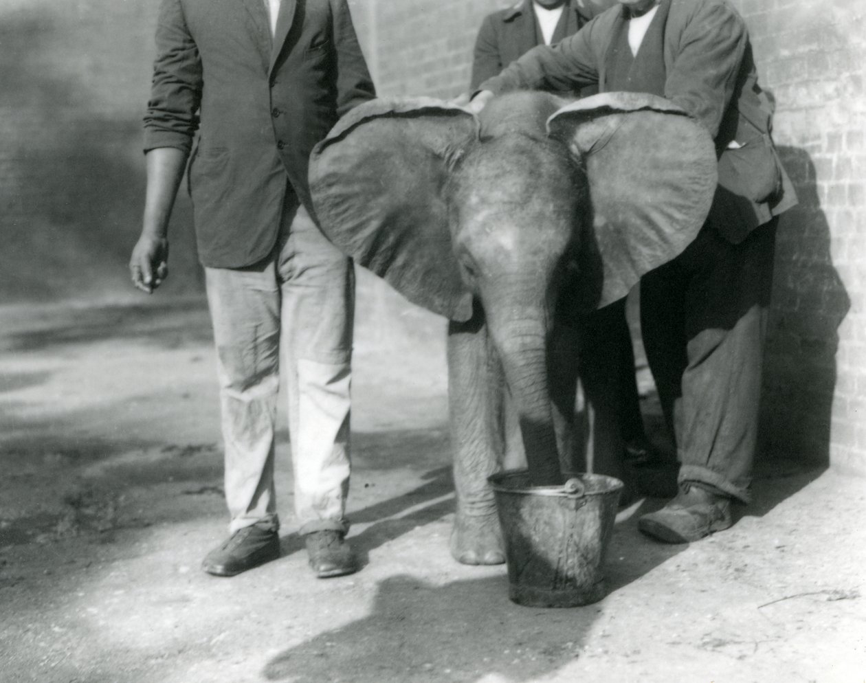 Il giovane elefante africano Kiberenge che beve con Darisha e i suoi custodi, zoo di Londra, settembre 1923 da Frederick William Bond