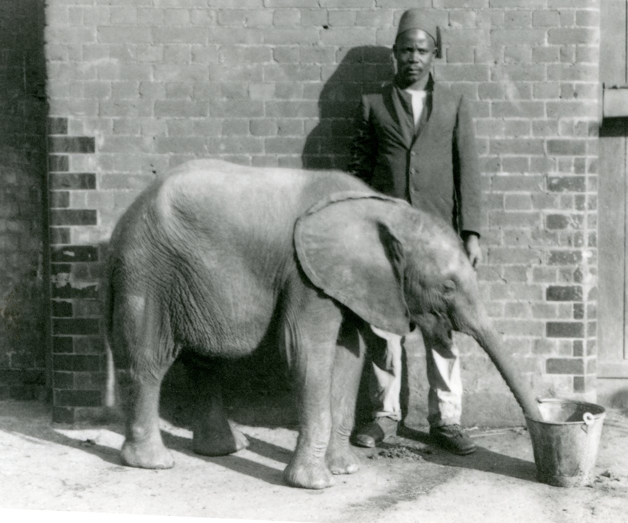 Il giovane elefante africano Kiberenge che beve con Darisha, zoo di Londra, settembre 1923 da Frederick William Bond