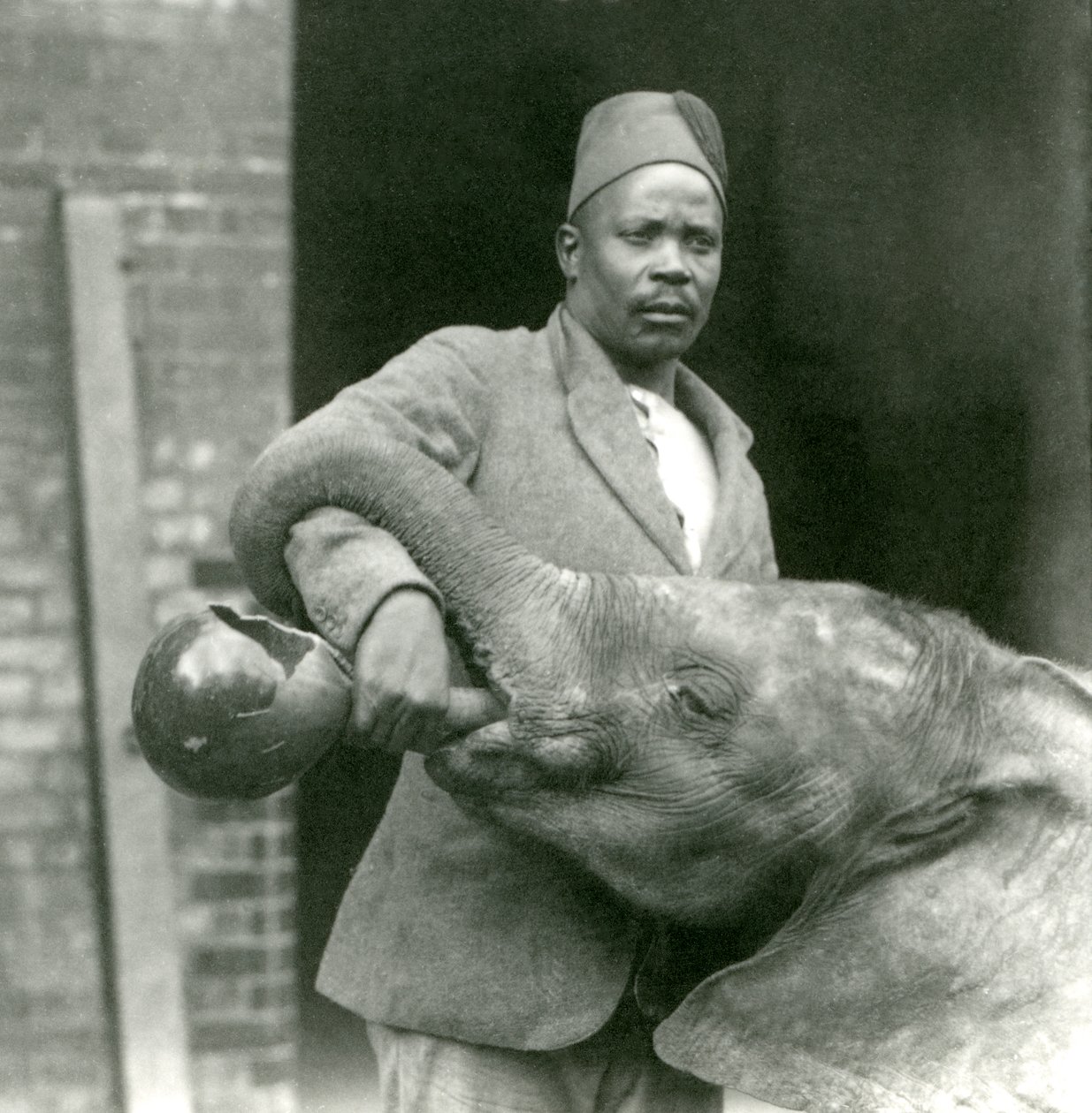Il giovane elefante africano Kiberenge che beve con Darisha, zoo di Londra, settembre 1923 da Frederick William Bond