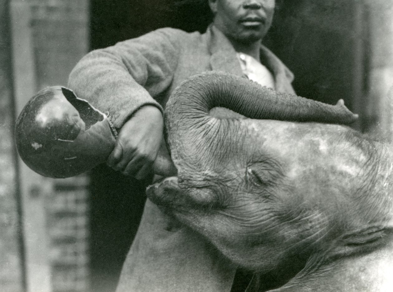 Giovane elefante africano Kiberenge che beve con Darisha mentre Syed Ali osserva sullo sfondo, Zoo di Londra, settembre 1923 da Frederick William Bond