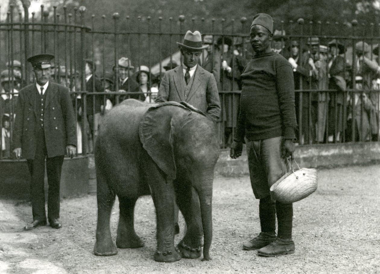 Giovane Elefante Africano Kiberenge con l