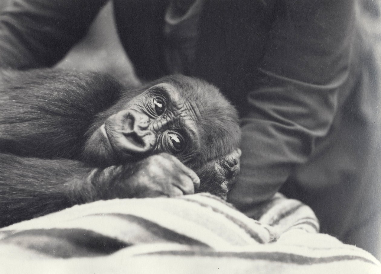 Giovane gorilla 