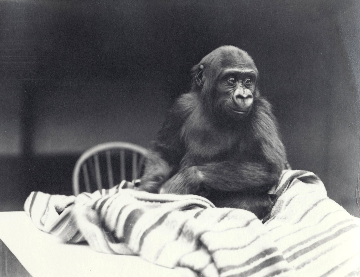 Giovane gorilla 