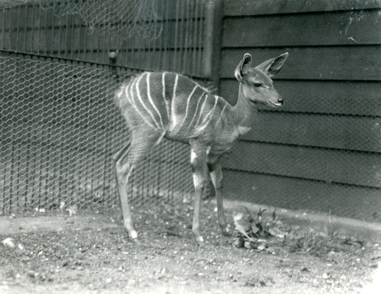 Giovane kudu minore allo zoo di Londra, 1914 da Frederick William Bond