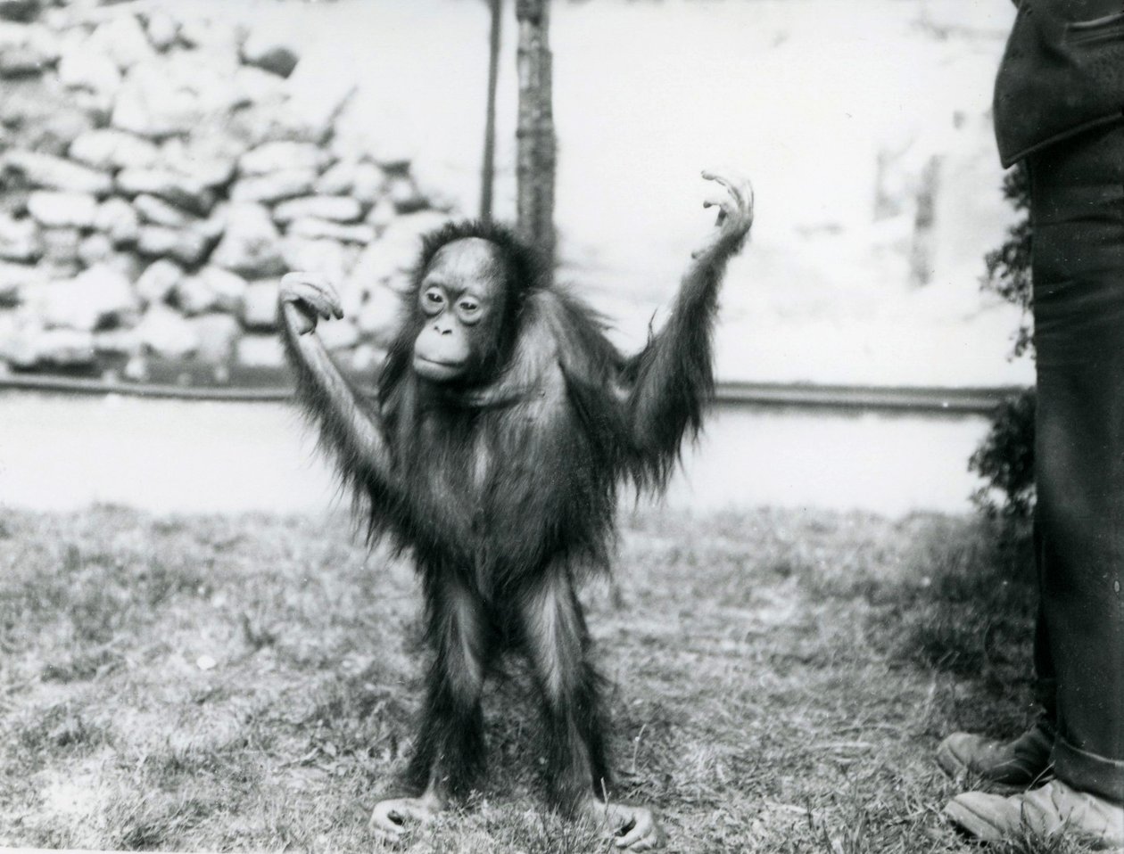 Giovane orangutan allo zoo di Londra, giugno 1915 da Frederick William Bond