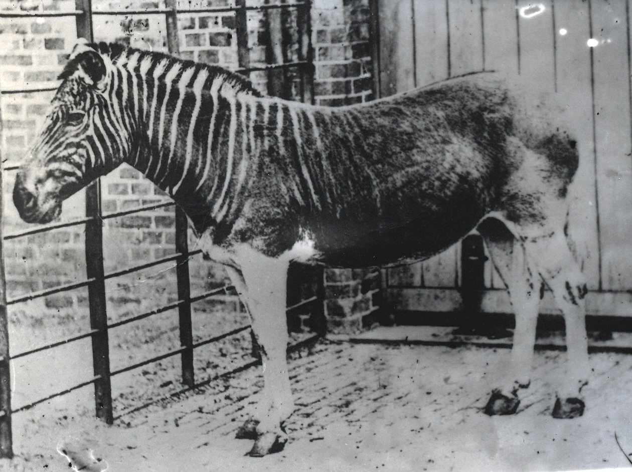 Quagga allo ZSL London Zoo, probabilmente estate 1870 da Frederick York
