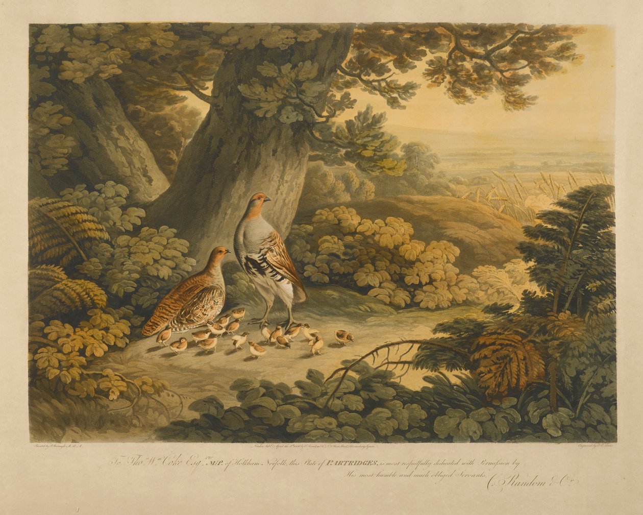Pernici da Frederick Christian Lewis