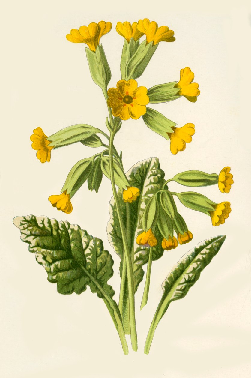 Primula, 1877 da Frederick Edward Hulme