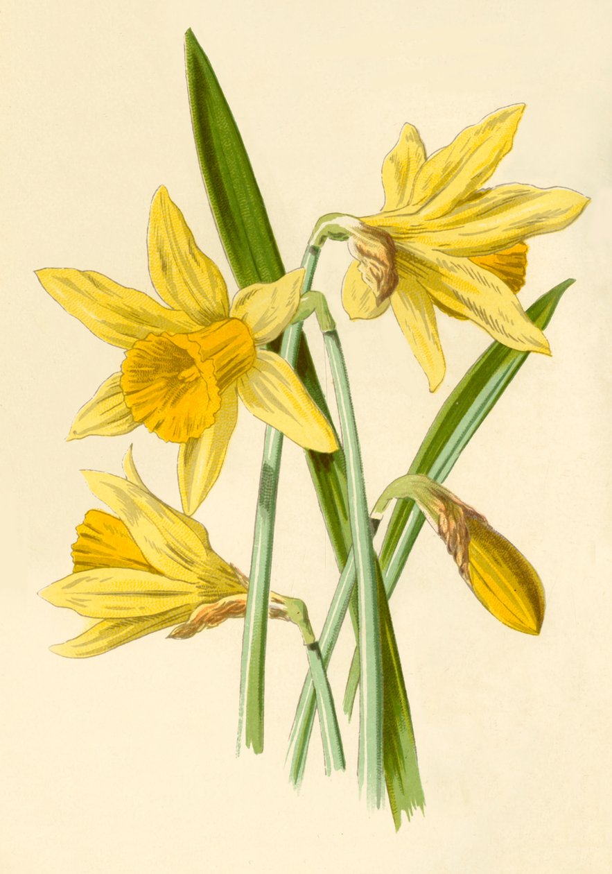 Narciso da Frederick Edward Hulme