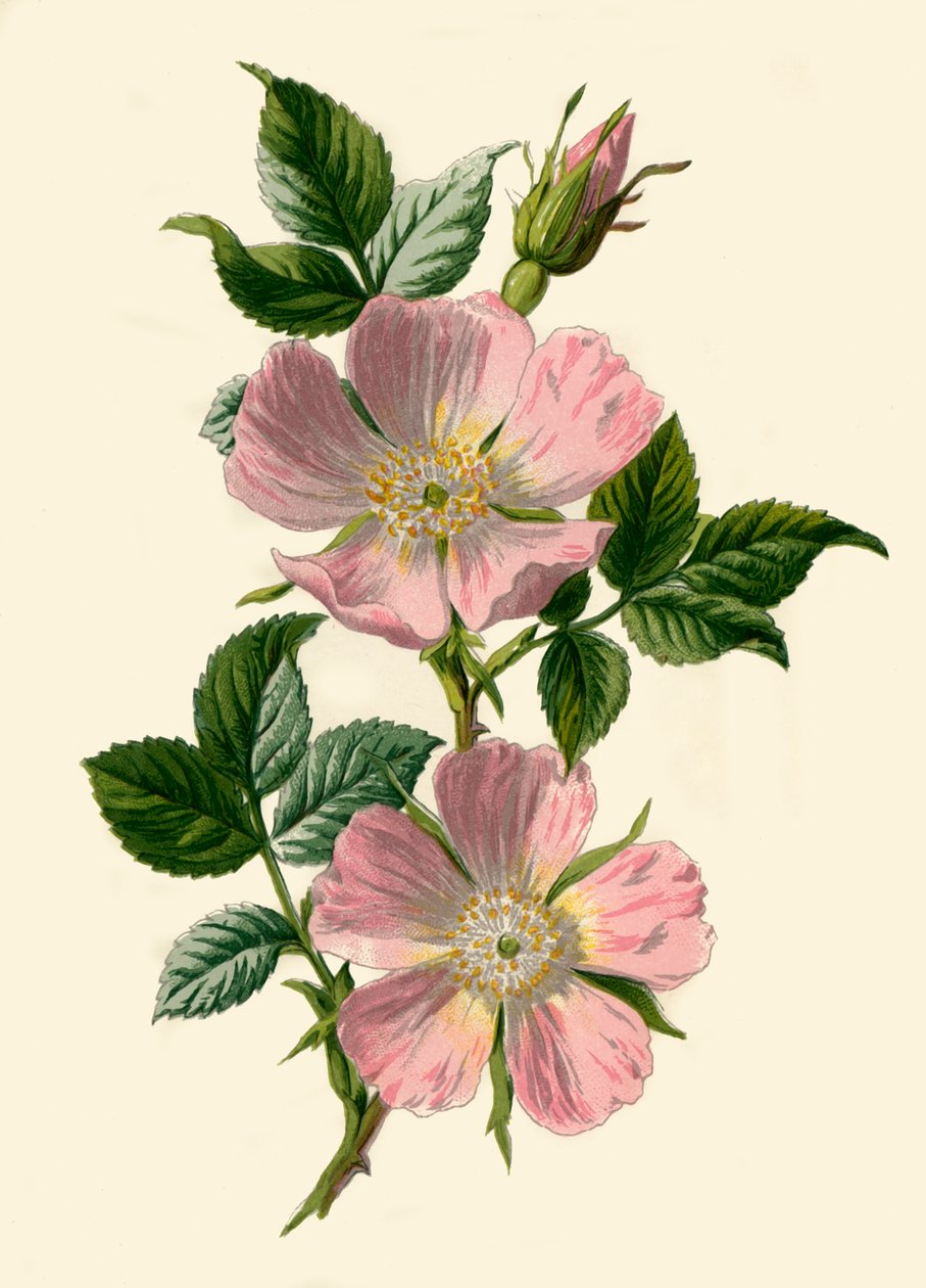 Rosa canina, 1877 da Frederick Edward Hulme