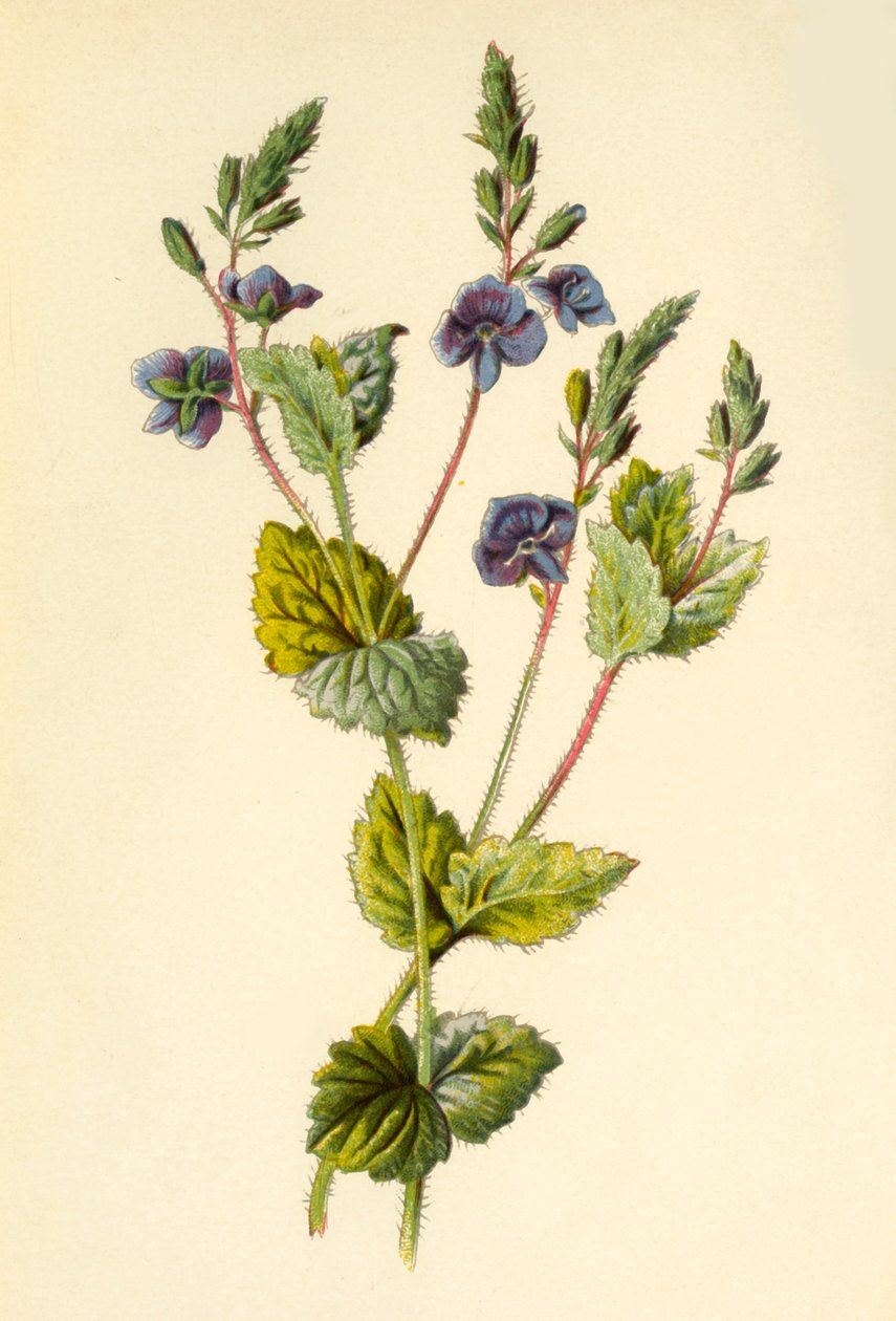 Veronica comune da Frederick Edward Hulme