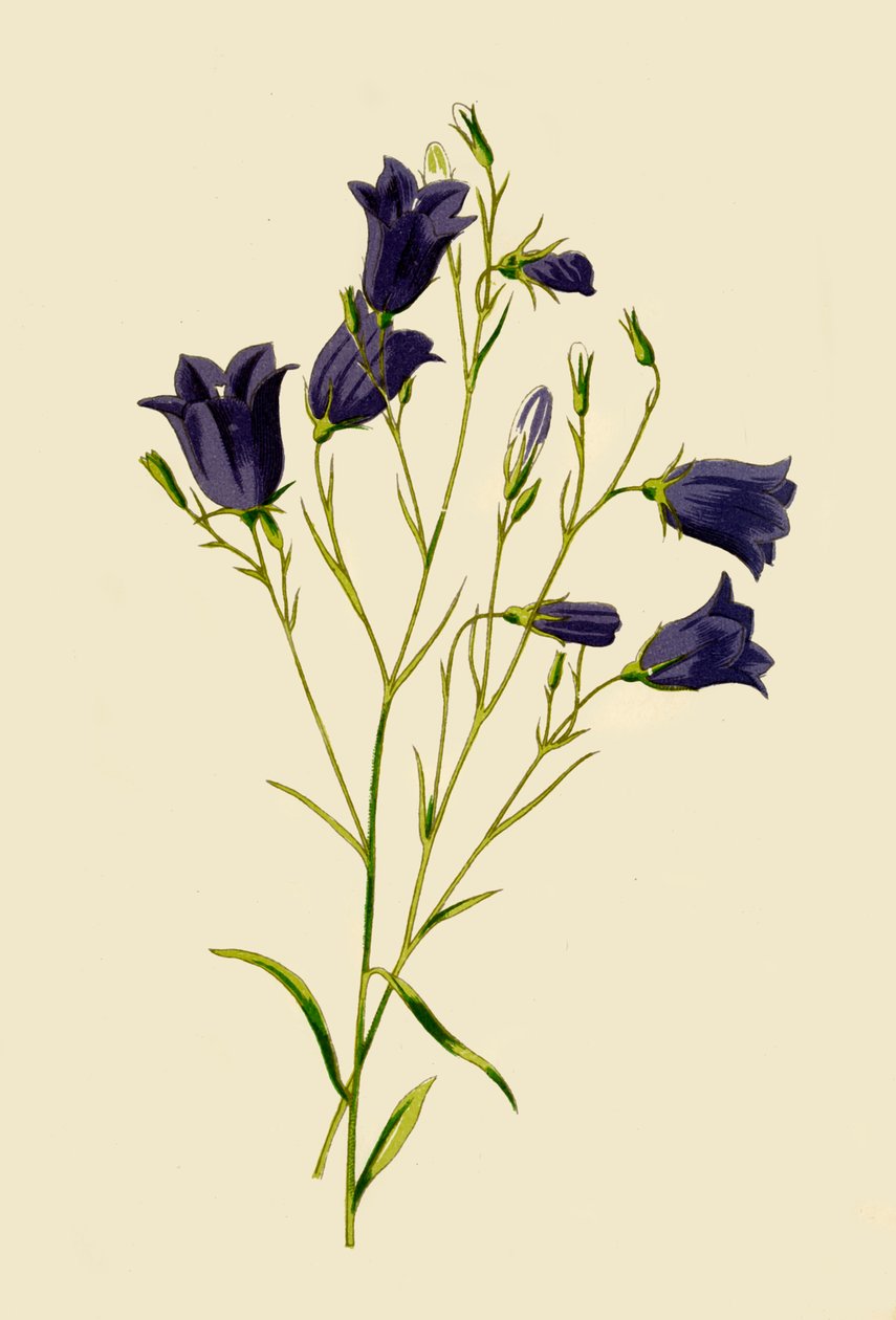 Campanula, 1877 da Frederick Edward Hulme