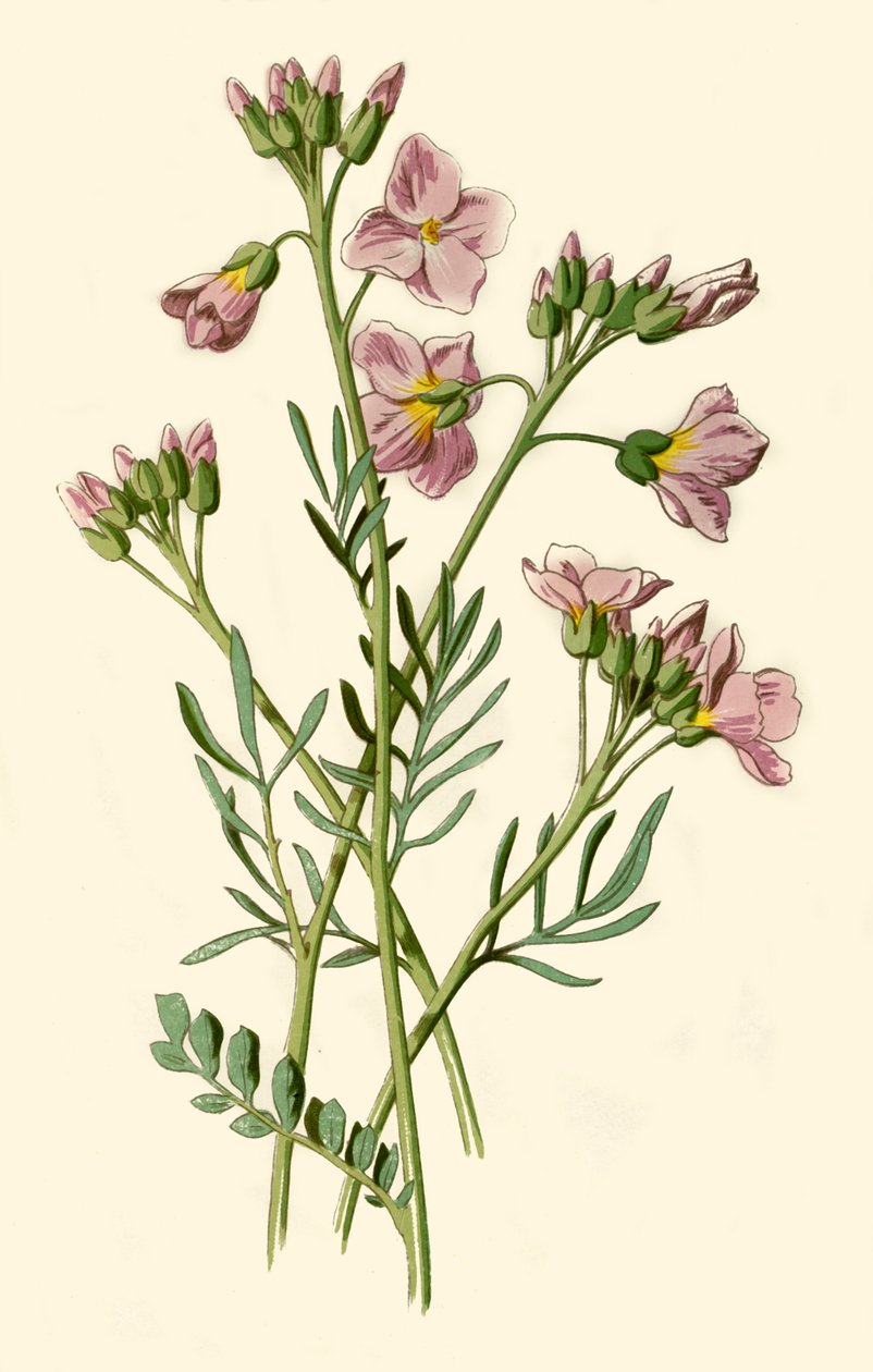 Cardamine pratensis, 1877 da Frederick Edward Hulme