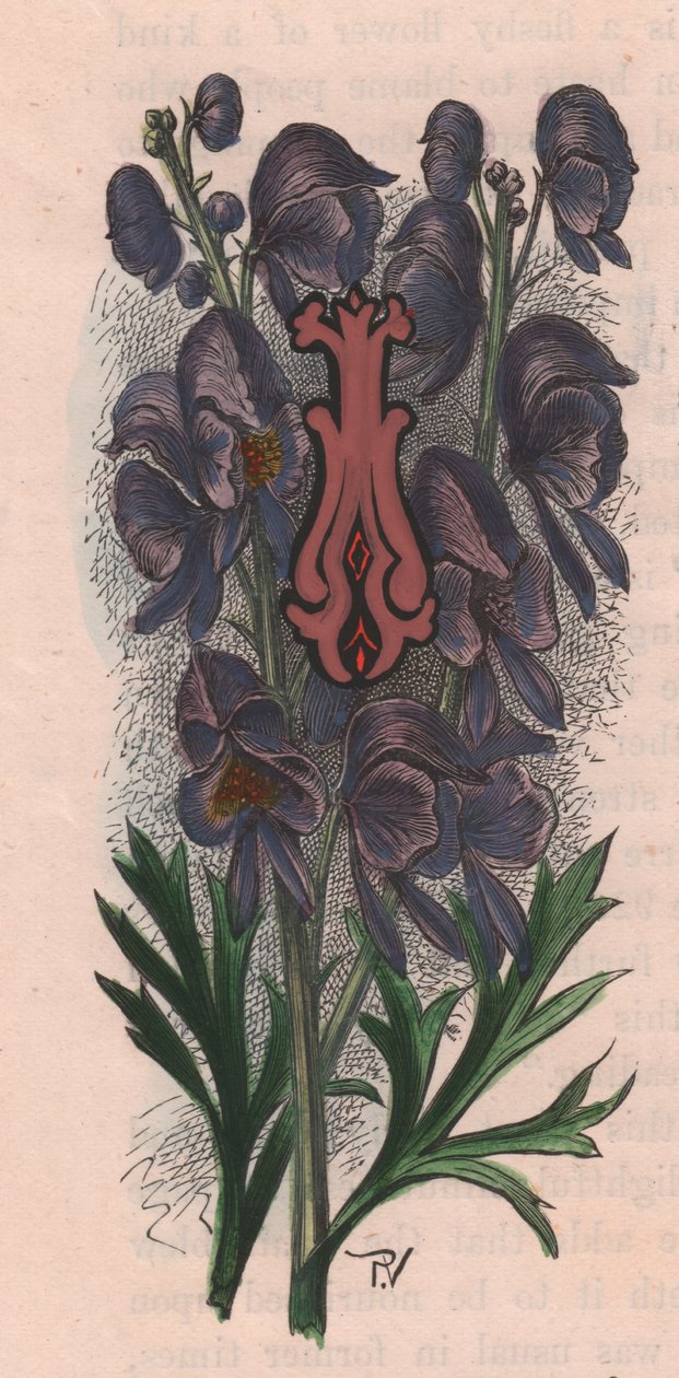 Lettera I, lettera capovolta, incisione ad acquerello, cm 10x5 (Frederick Edward Hulme) da The familiar Garden Flower, circa 1880 da Frederick Edward Hulme