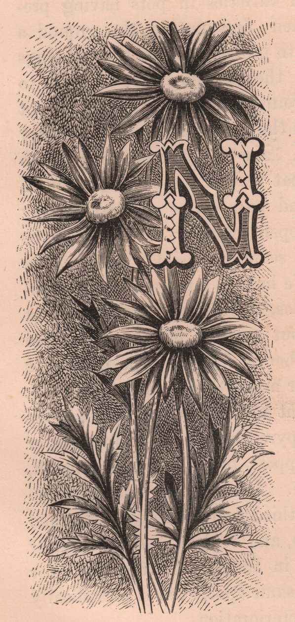 Lettera N, lettera capovolta, incisione, cm 10x5, da The familiar Garden Flower, circa 1880 da Frederick Edward Hulme