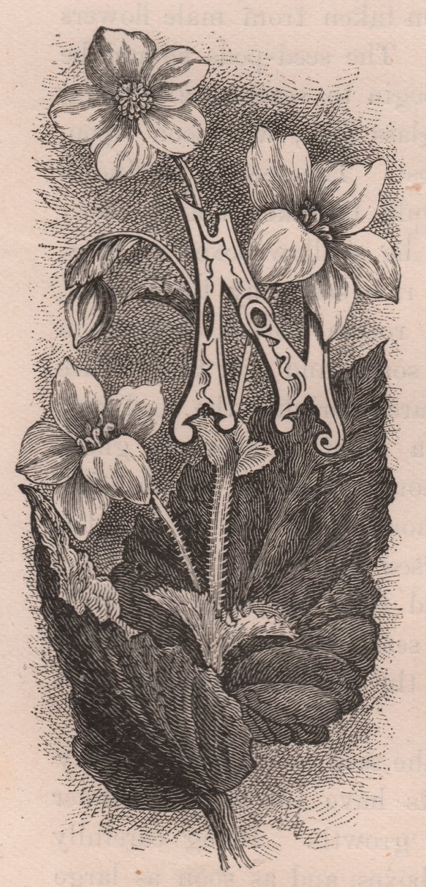 Lettera N, lettera capovolta, incisione, cm 10x5 (Frederick Edward Hulme) da The familiar Garden Flower, circa 1880 da Frederick Edward Hulme