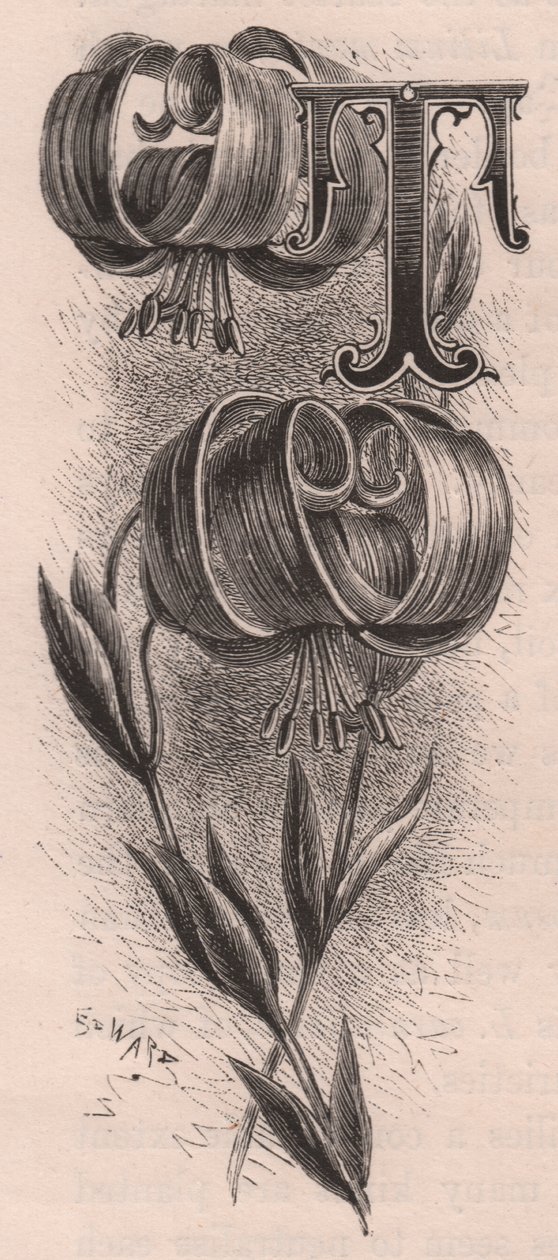 Lettera T, lettera capovolta, da The familiar Garden Flower da Frederick Edward Hulme