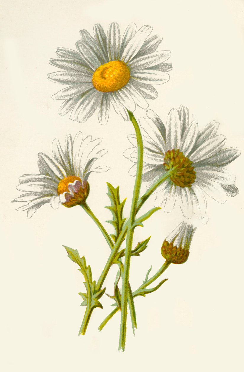 Margherita comune da Frederick Edward Hulme