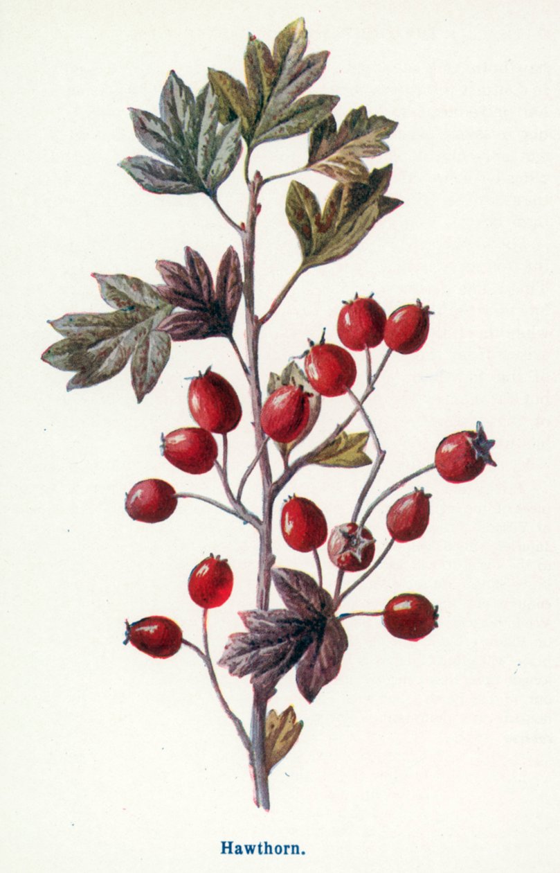  da Frederick Edward Hulme