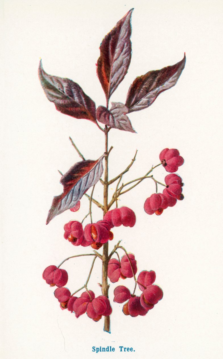  da Frederick Edward Hulme
