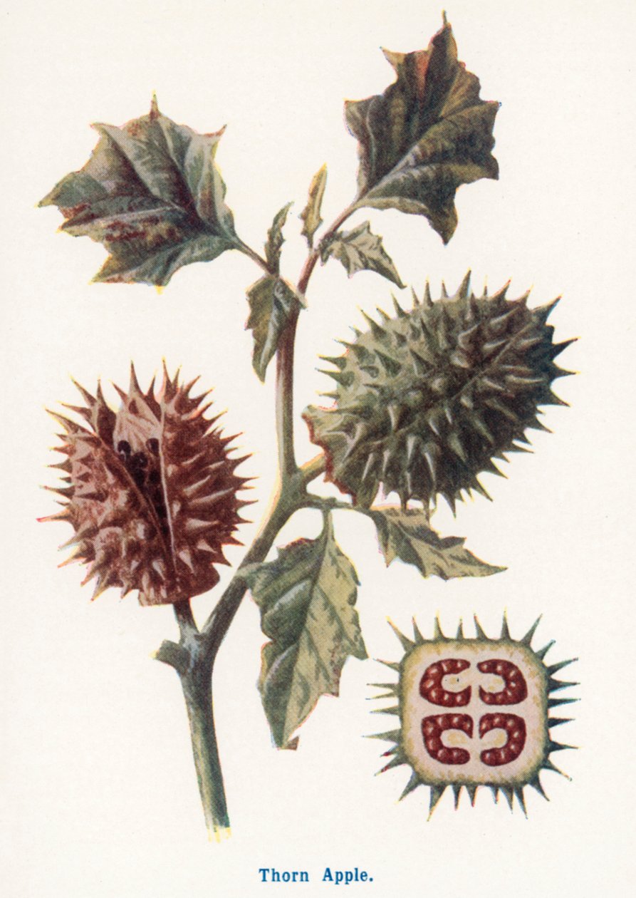  da Frederick Edward Hulme