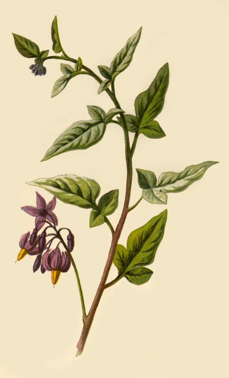 Woody - Belladonna, 1877 da Frederick Edward Hulme