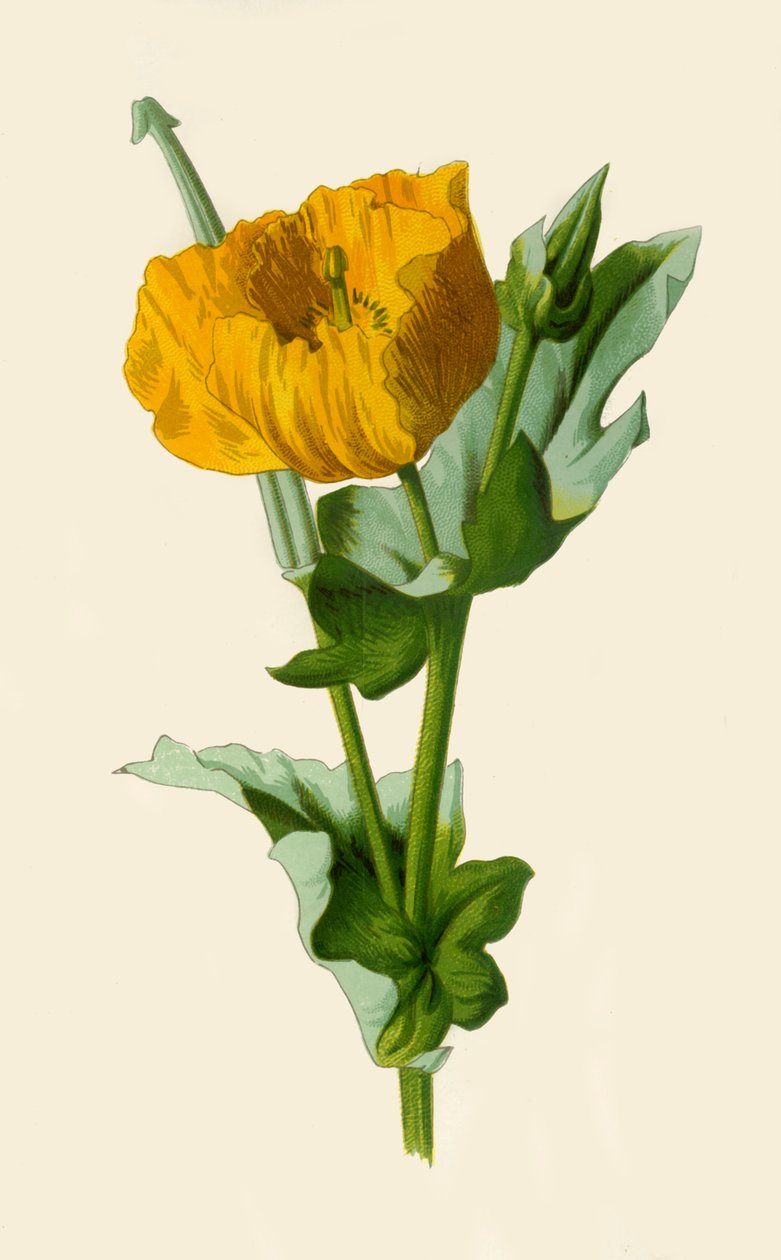 Papavero Cornuto Giallo da Frederick Edward Hulme