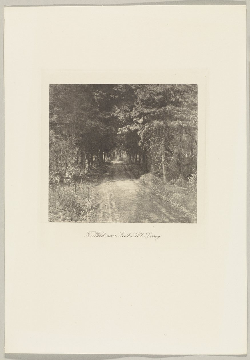 Bosco di abeti vicino a Leith Hill, Surrey da Frederick H. Evans