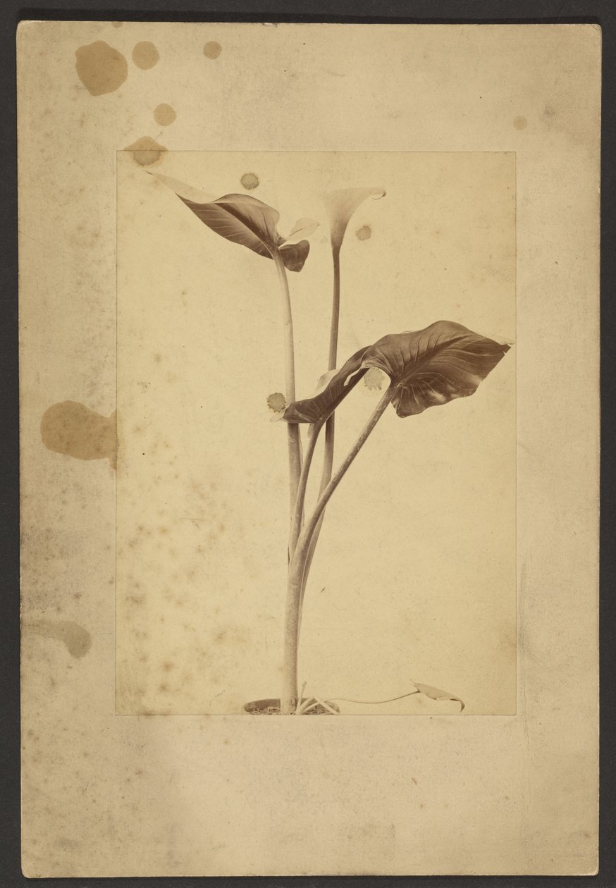 [Calla Lily] da Frederick H. Hollyer