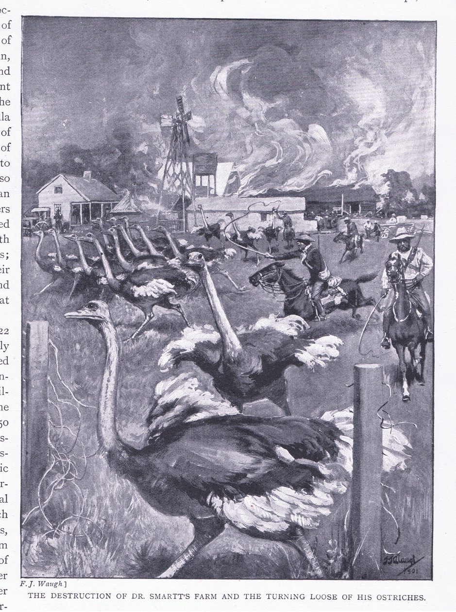 La distruzione della fattoria del Dr. Smart e la liberazione degli struzzi, da Dopo Pretoria: La guerra di guerriglia pubblicata da Harmsworth Bros Limited, 1901 da Frederick Judd Waugh