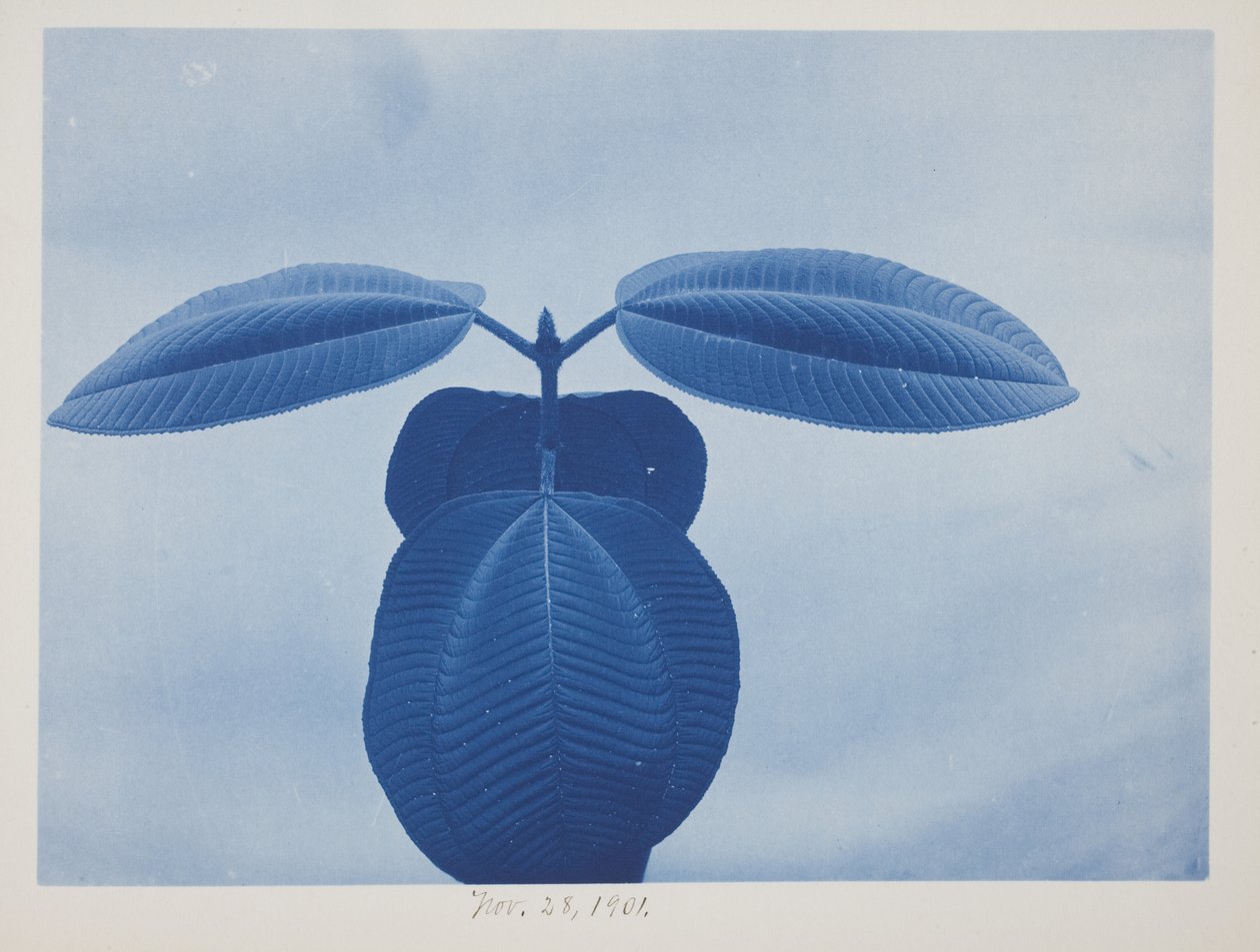 Tibouchina, 28 novembre da Frederick K. Coulson