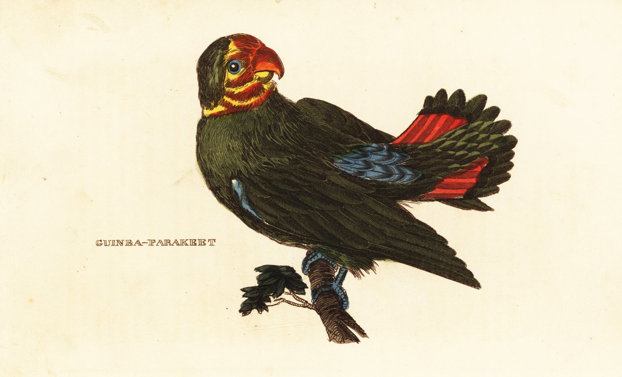 Inseparabile testarosso da Frederick Polydor (after) Nodder
