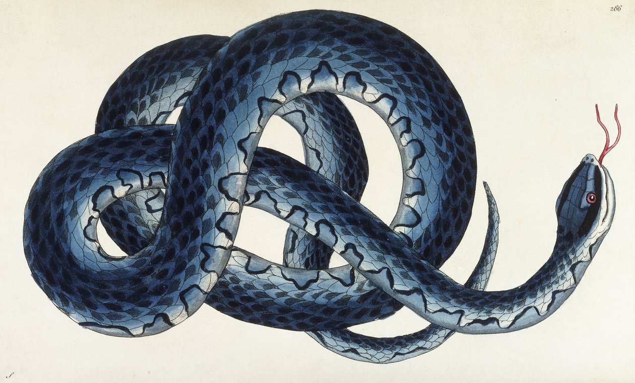 Serpente d