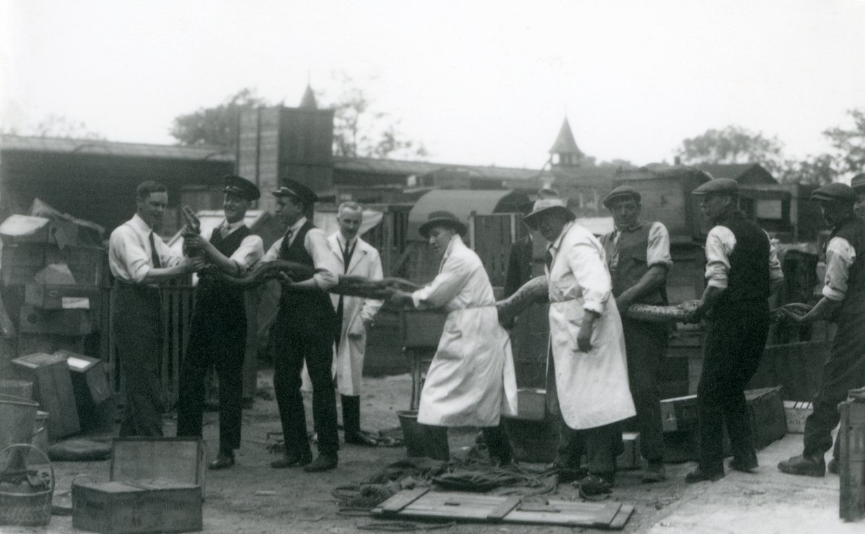 Un pitone lungo 20 piedi trasportato da undici membri dello staff della Società Zoologica, London Zoo, giugno 1925 da Frederick William Bond