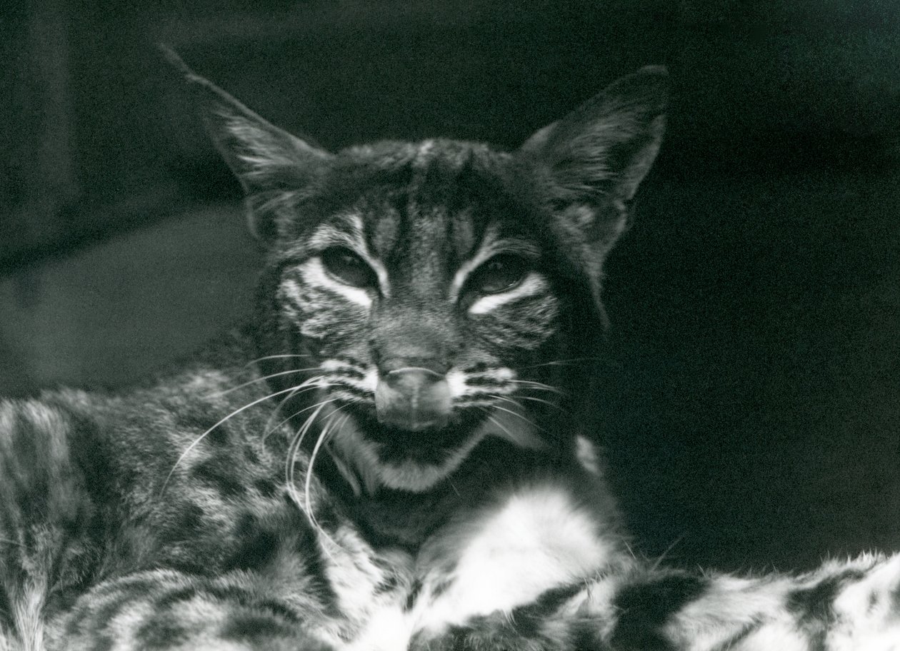 Un cucciolo di lince che si lecca le labbra, London Zoo, giugno 1925 da Frederick William Bond