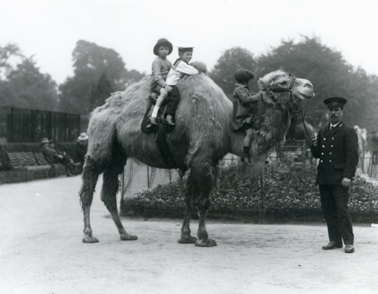 Un cammello battriano con il custode Harry Warwick al London Zoo, giugno 1924 da Frederick William Bond