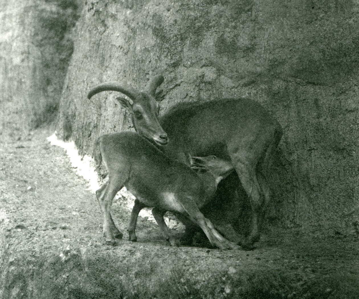 Una pecora berbera che allatta il suo agnello sulle terrazze Mappin, Zoo di Londra, agosto 1927 da Frederick William Bond