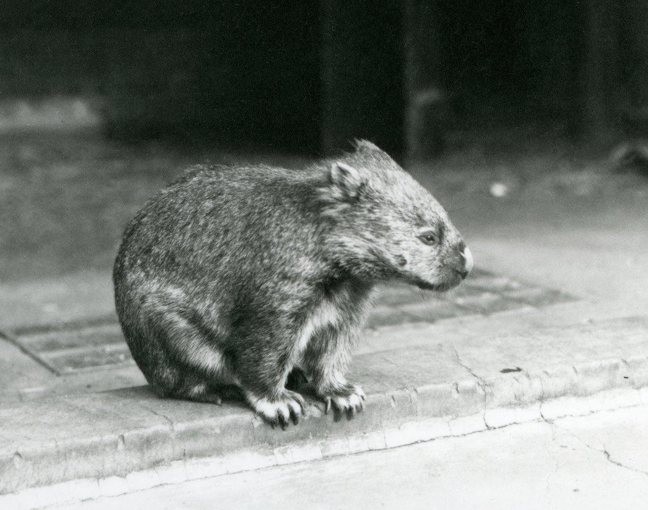 Un vombato dal naso nudo/comune/a pelo ruvido seduto a terra allo zoo di Londra nel 1929 (foto in b/n) da Frederick William Bond