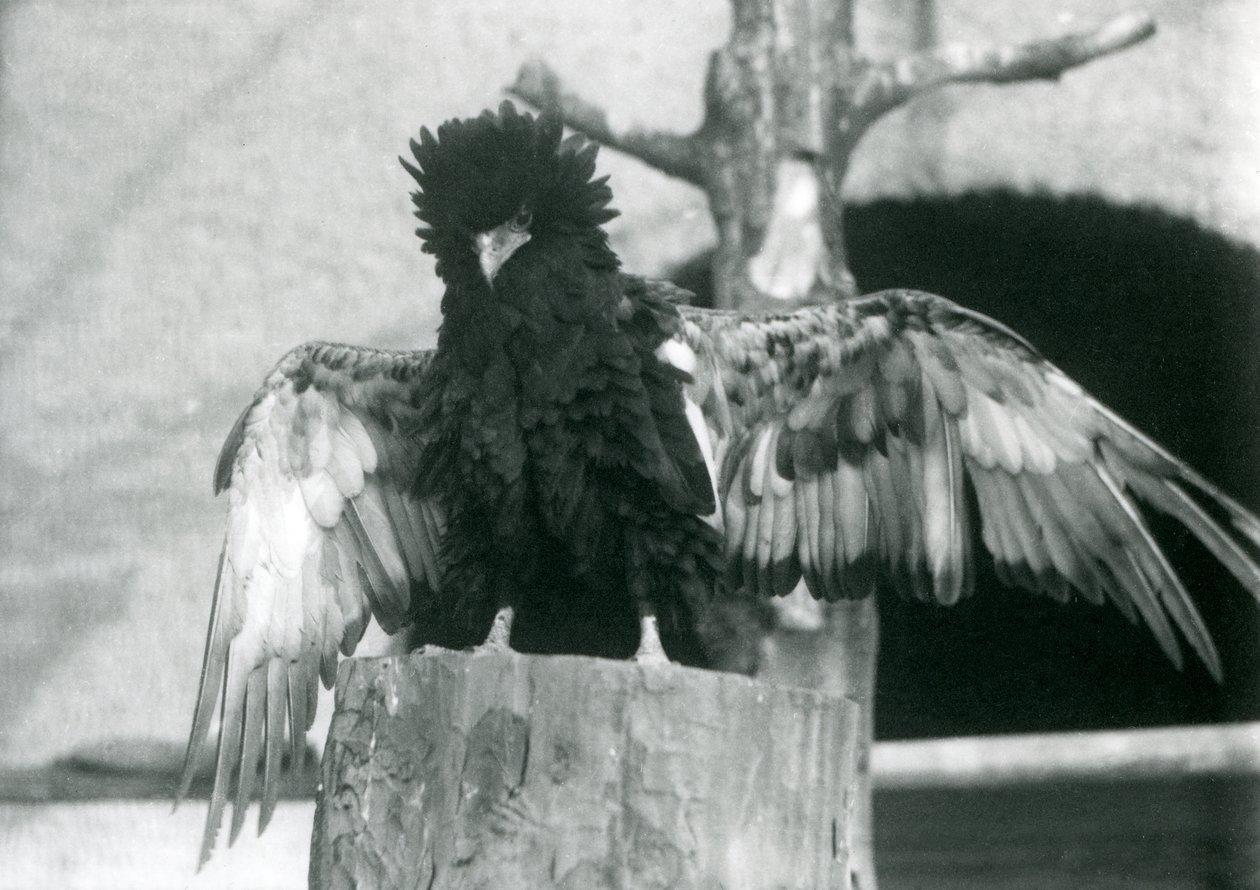 Aquila Bateleur su un ceppo d