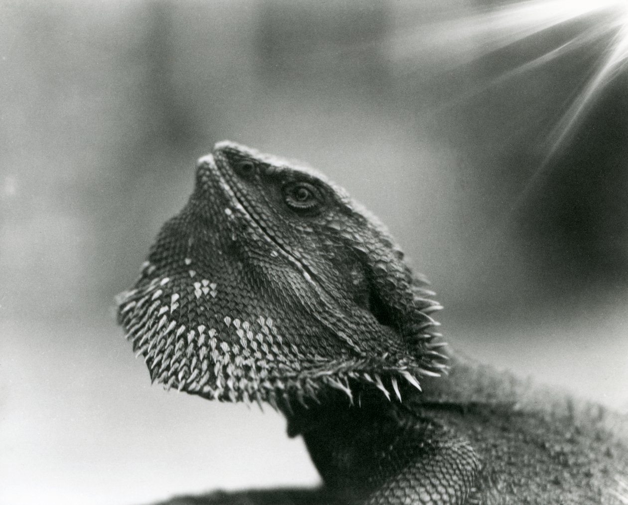Una lucertola barbuta che guarda in alto allo Zoo di Londra nel 1930 da Frederick William Bond