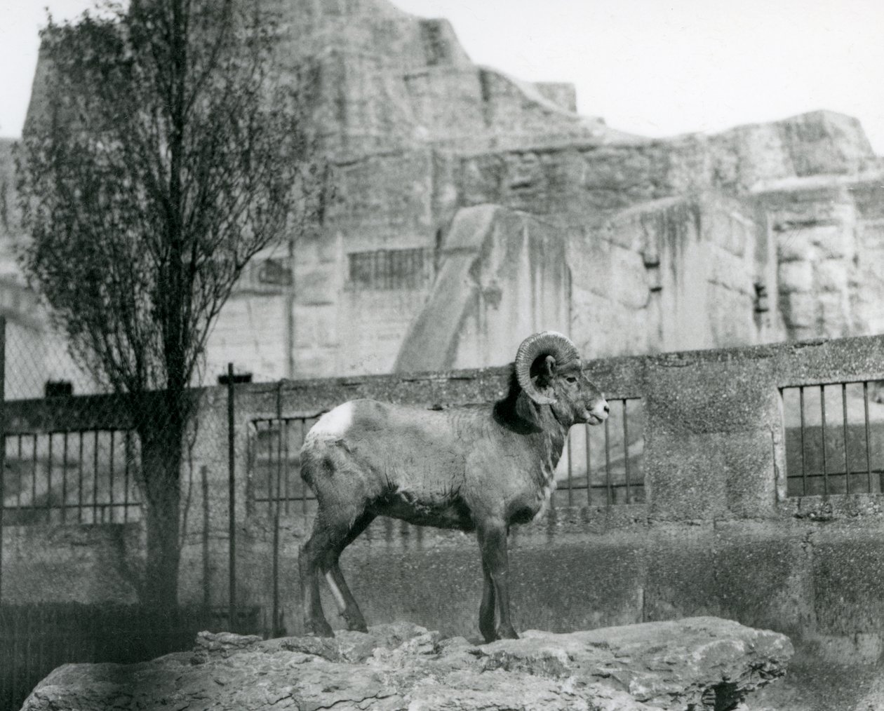 Un ariete di pecora bighorn in piedi su una roccia che guarda oltre il suo recinto ai piedi delle terrazze Mappin, Zoo di Londra. 1931 da Frederick William Bond