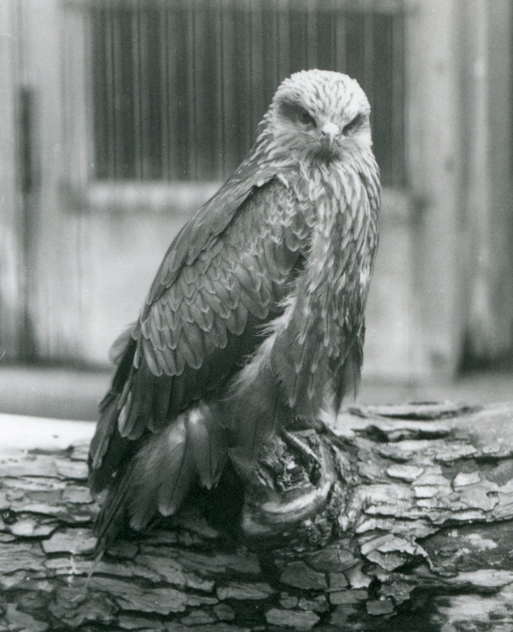 Un nibbio bruno che riposa su un tronco, Zoo di Londra, agosto 1926 da Frederick William Bond
