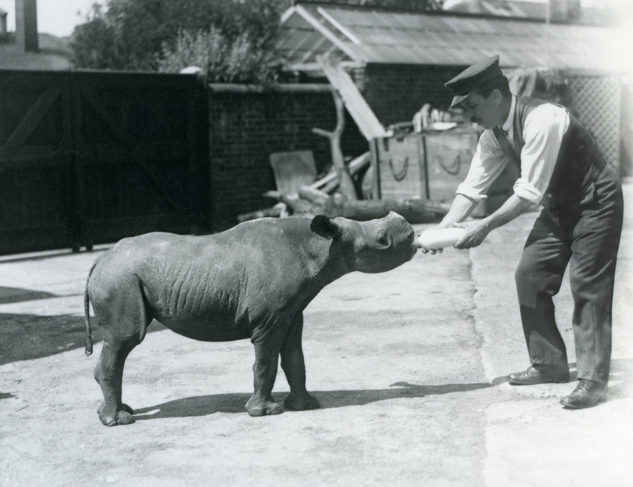 Un cucciolo di rinoceronte nero nutrito con il biberon dal suo custode, Zoo di Londra, settembre 1928 da Frederick William Bond