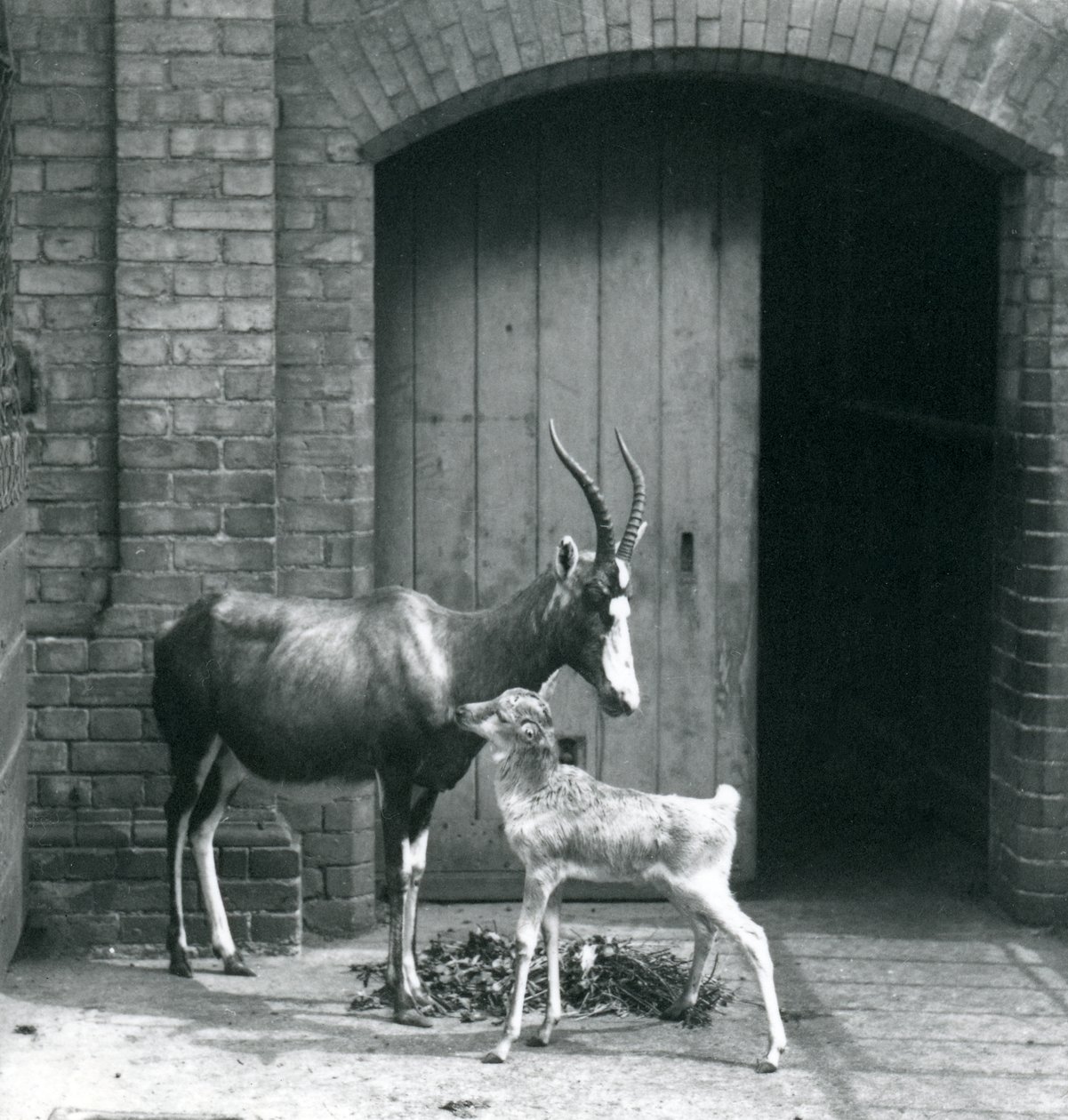 Un vitello di Blesbok con sua madre allo Zoo di Londra, giugno 1914 da Frederick William Bond