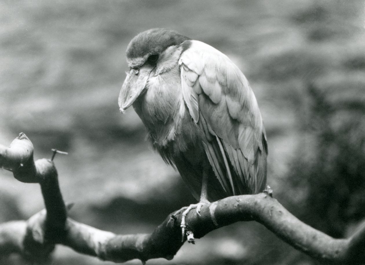 Un airone beccobarca su un ramo al London Zoo, giugno 1924 da Frederick William Bond
