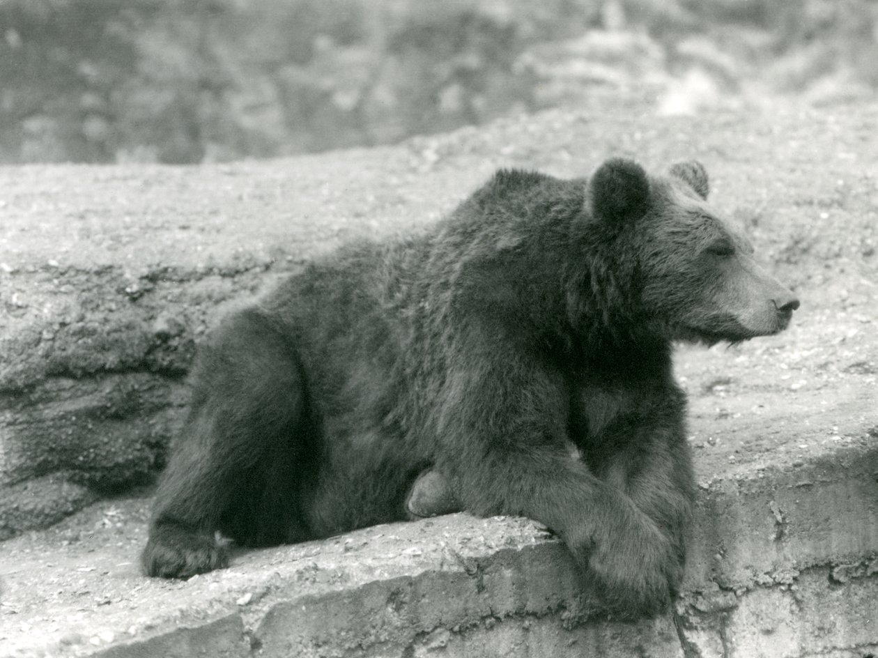 Un orso bruno che riposa su una sporgenza allo Zoo di Londra nel 1924 da Frederick William Bond